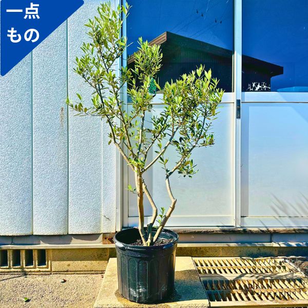 現品発送 オリーブの木 樹高1.6m-1.8m(鉢底から）10号鉢 オリーブの苗木 シンボルツリー 植木 常緑樹 常緑高木 鉢植え 観葉植物 送料無料  : 00260 : ぐりーんぐりーん - 通販 - Yahoo!ショッピング