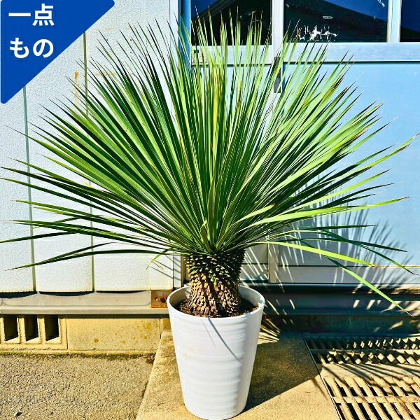 楽天市場】【一点もの】ユッカ ロストラータ 10号 1.1m(鉢底から) 幅