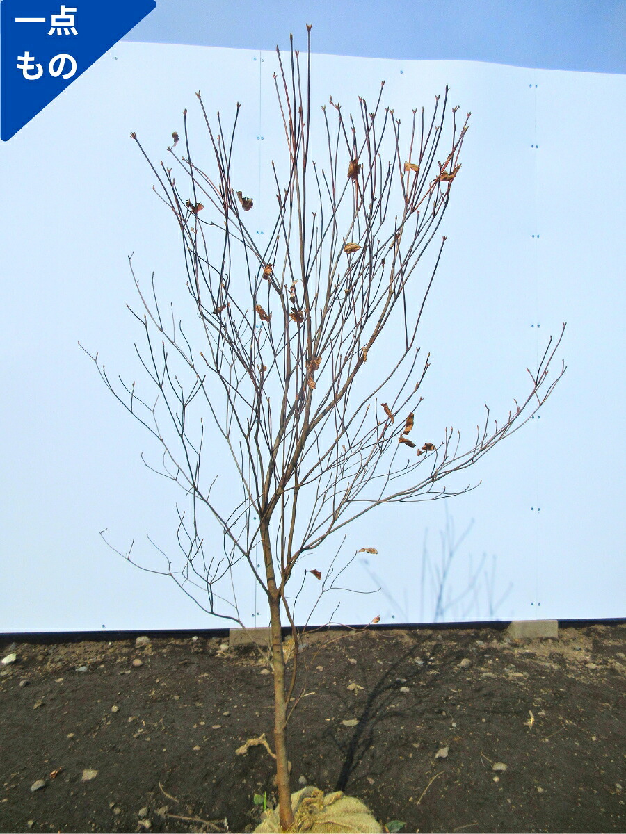 【一点もの】アカヤシオツツジ 赤八汐躑躅 樹高1.2m(根鉢含まず）苗木 苗 花木 庭木 植木 落葉樹 落葉低木【送料無料】