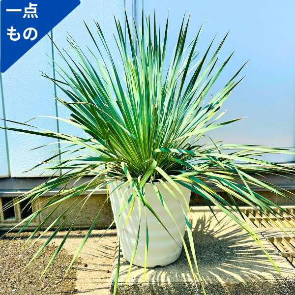 【AL987】ユッカ　ロストラータ 楽天市場】【現品発送】 ユッカの木 苗 【ロストラータ
