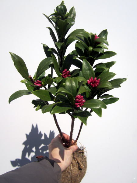 沈丁花(ジンチョウゲ) 赤 25cm前後(根鉢含まず) 花木 庭木 植木 常緑樹 常緑低木【送料無料】 | ぐりーんぐりーん 沈丁花(ジンチョウゲ) 赤 25cm前後(根鉢含まず) 花木 庭木 植木 常緑樹 常緑低木【送料無料】 | ぐりーんぐりーん