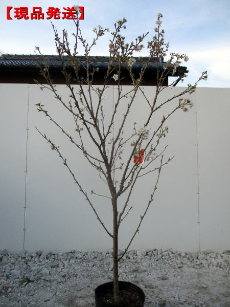 一本で実がなる！暖地サクランボ樹高1.2-1.7m(根鉢含まず)　シンボルツリー　庭木　植木　落葉樹　落葉高木