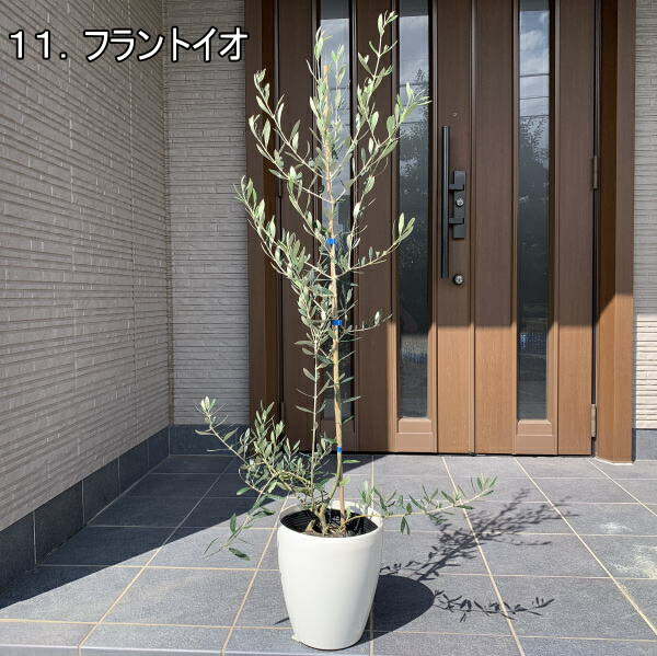 選べる変種 飾物頭顱 植え替え無用 オリーブの成木特大 サイズポット 21cmポット 0 9m前後 鉢底から 翌昼向ける可 女親の日 ははのひ スーヴェニア メモリーツリー 造営お祭り 送料無料 Eastjob Pl