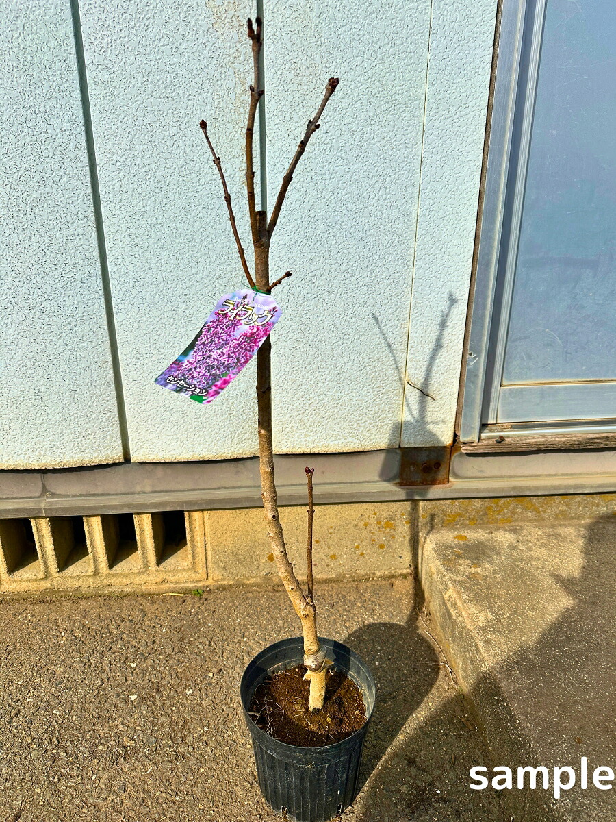 ライラック センセーション 6号 80cm前後(鉢底から) 苗木 苗リラの木 花木 シンボルツリー 庭木 植木 落葉樹 落葉高木