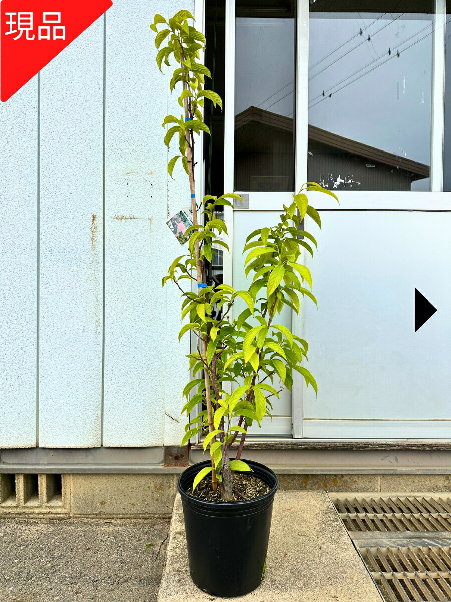 楽天市場】エゴノキ 【メリオデンドロン】 地中ポット大苗 【大型宅配