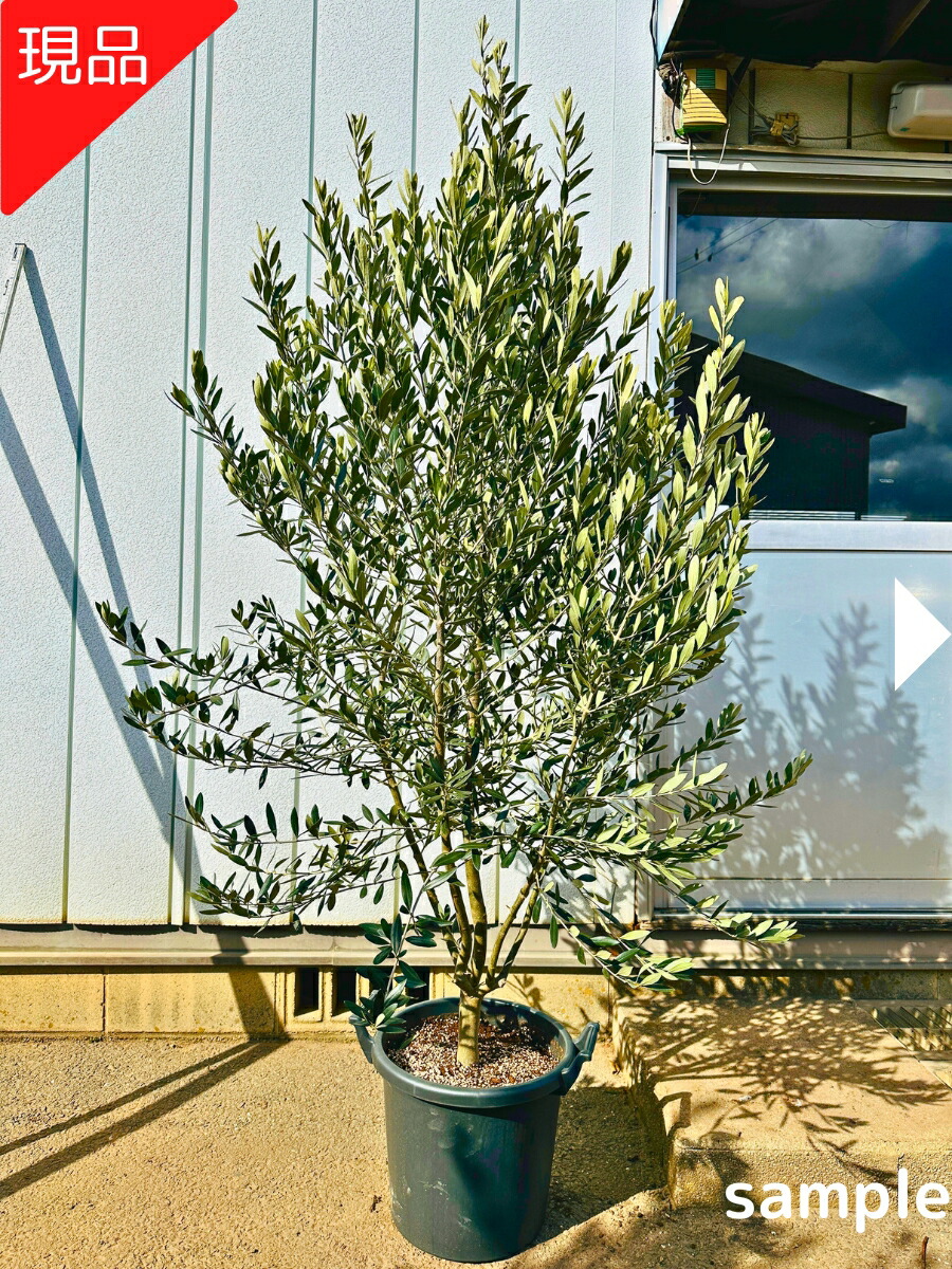 楽天市場】［生産者直送］オリーブ シプレシーノ シプレッシーノ 樹高