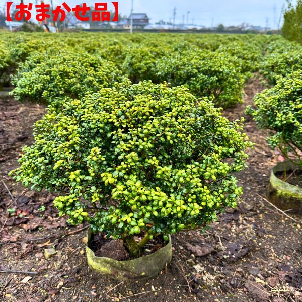 2本仕掛ける マメ科植物ツゲ（玉仕立てもの）\u003cBR\u003e幅40糎前後 樹高30糎前後 (根鉢含まず)タマツゲ 玉ツゲ 庭木 植木 常緑樹 常緑かん木【貨物輸送無料】