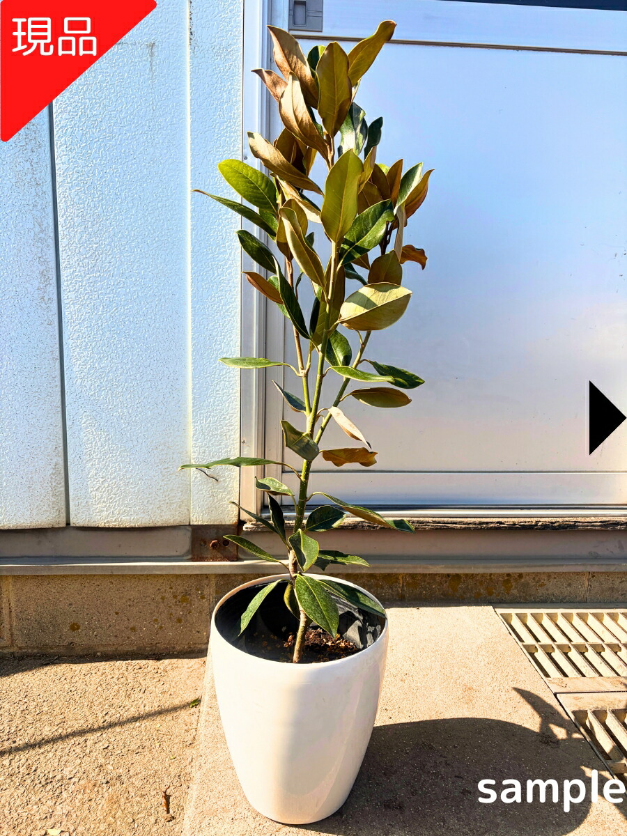 楽天市場】タイサンボク 苗 【リトルジェム （矮性）】 約1.5m 根巻き