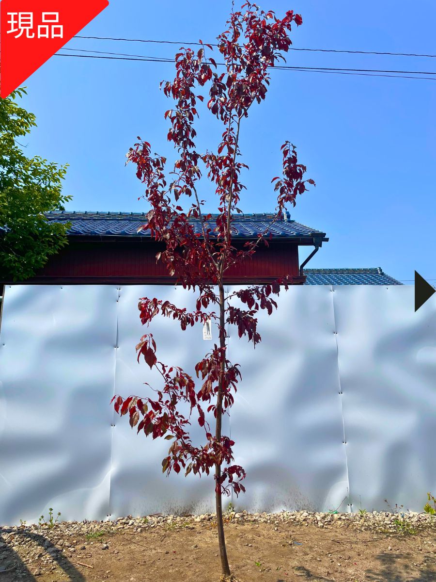 楽天市場】【現品発送】アメリカハナズオウ (フォレストパンシー 楽天市場】【現品発送】アメリカハナズオウ (フォレストパンシー
