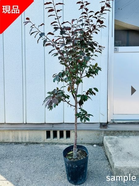 楽天市場】【現品発送】アロニア(クックベリー)株立樹高1.8-2.0m(根鉢