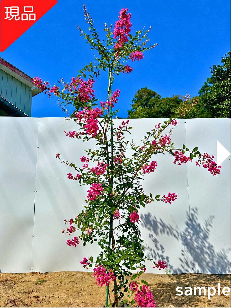 【現品発送】サルスベリ(百日紅) ディアウィーピング 濃桃花 樹高2.1-2.3m(根鉢含まず）シダレ品種 濃いピンク花 苗 苗木 PVP 登録品種 シンボルツリー 庭木 植木 落葉樹 落葉高木【送料無料】｜ぐりーんぐりーん