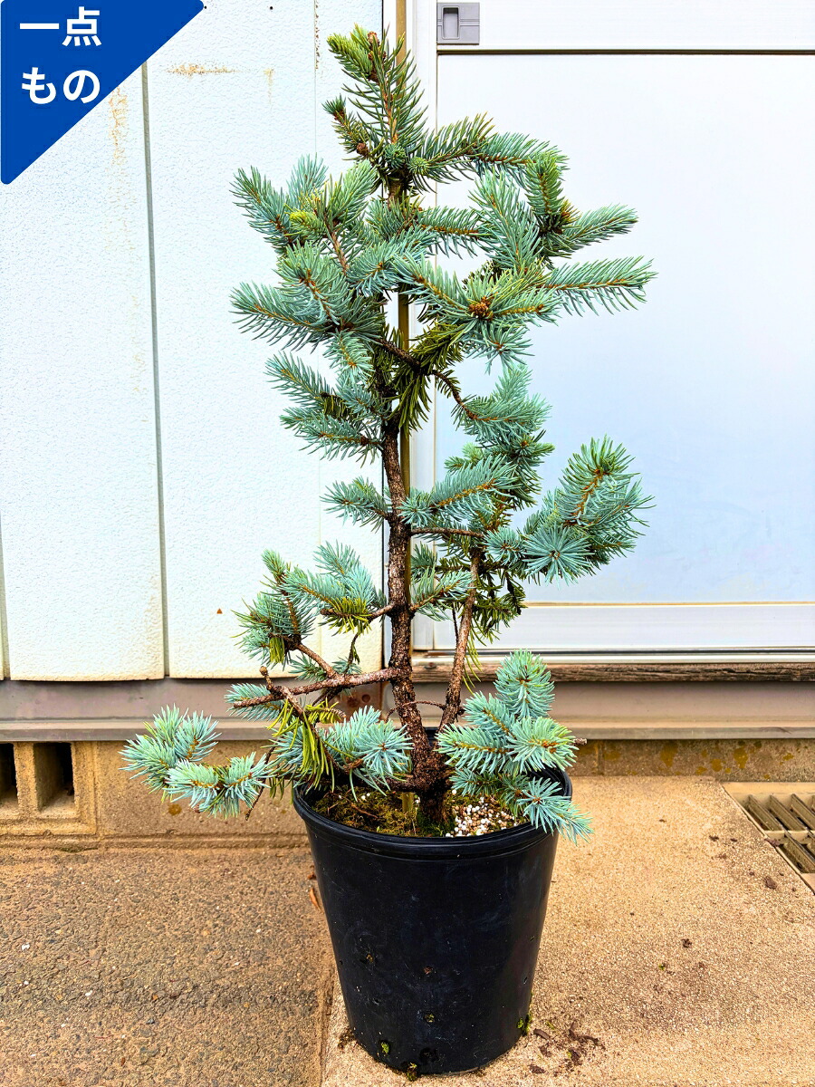 【一点其の儀】もみの木の王さま プンゲンストウヒ ホプシー(つぎ木苗) 8号 樹高90珊(鉢底から) ヨーロッパ樅 モミノキ