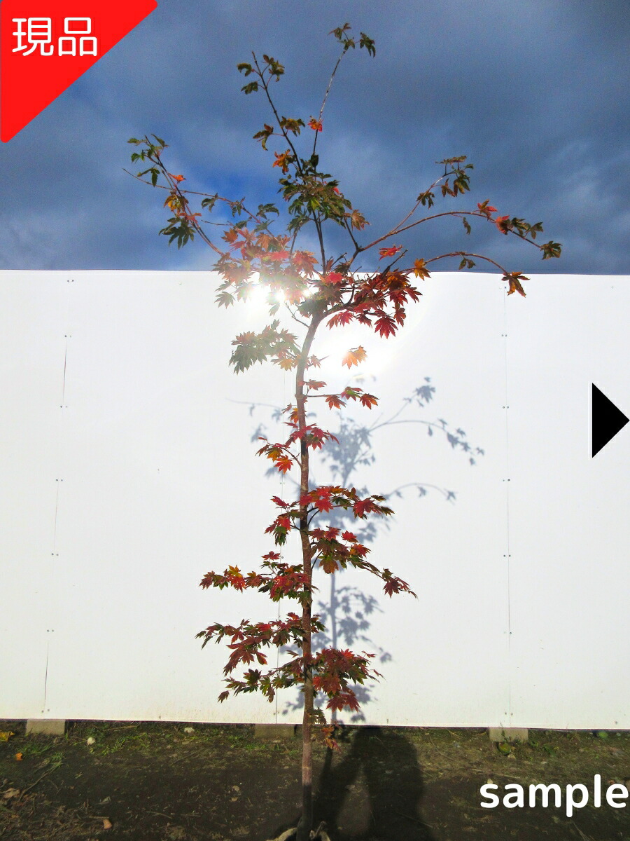 楽天市場】【現品発送】コハウチワカエデ 株立ち 樹高2.0-2.3m(根鉢