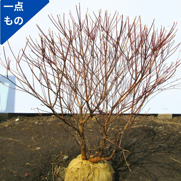 楽天市場】【スーパーSALE10%OFF】【一点もの】シロヤシオ