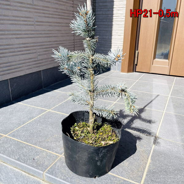 もみの木の王様プンゲンストウヒ ホプシー つぎ木苗 樹高50 60cm 鉢底から クリスマスツリー モミノキ 贈呈