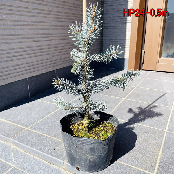 もみの木の王様プンゲンストウヒ ホプシー つぎ木苗 鉢底から クリスマスツリー モミノキ 樹高50 60cm もみの木の王様プンゲンストウヒ ホプシー つぎ木苗 鉢底から クリスマスツリー モミノキ 樹高50 60cm