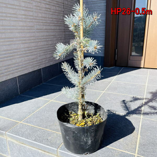 もみの木の王様プンゲンストウヒ ホプシー つぎ木苗 鉢底から クリスマスツリー モミノキ 樹高50 60cm もみの木の王様プンゲンストウヒ ホプシー つぎ木苗 鉢底から クリスマスツリー モミノキ 樹高50 60cm