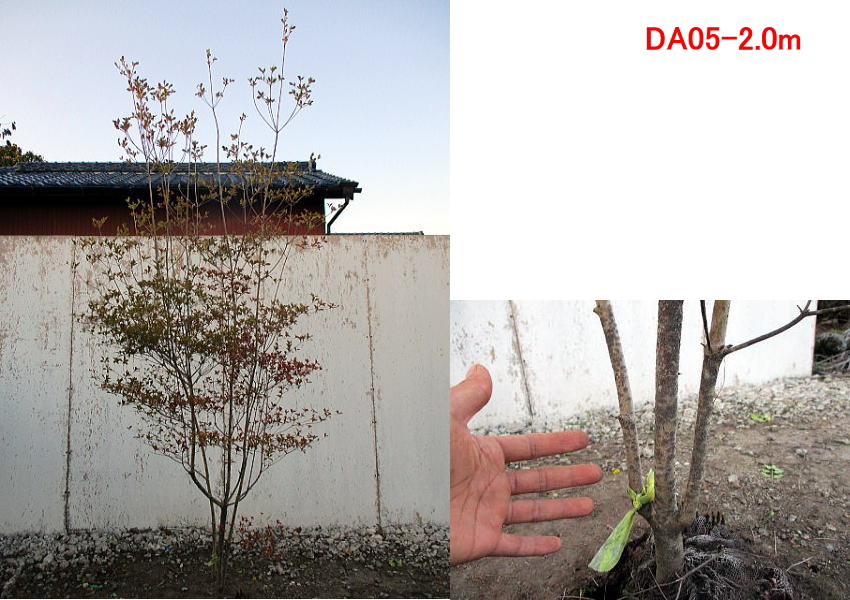 新品 植木 でかい ドウダンツツジ樹高1 7 2 0m 根鉢含まず 花木 庭木 植木 落葉樹 落葉低木 多様な Toxicslink Org