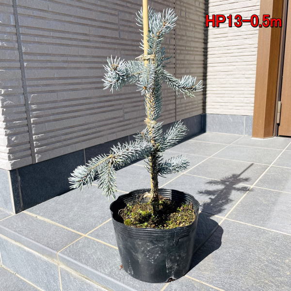 もみの木の王様プンゲンストウヒ ホプシー つぎ木苗 鉢底から クリスマスツリー モミノキ 樹高50 60cm