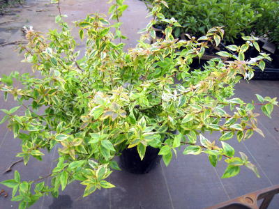 楽天市場 アベリアカレイドスコープ5号pot苗 花木 庭木 植木 常緑樹 常緑低木 ぐりーんぐりーん