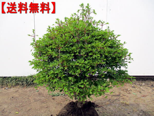 紅花＋白花　ドウダンツツジ　2本セット　/227 白花ドウダンツツジ苗 | 自然生活