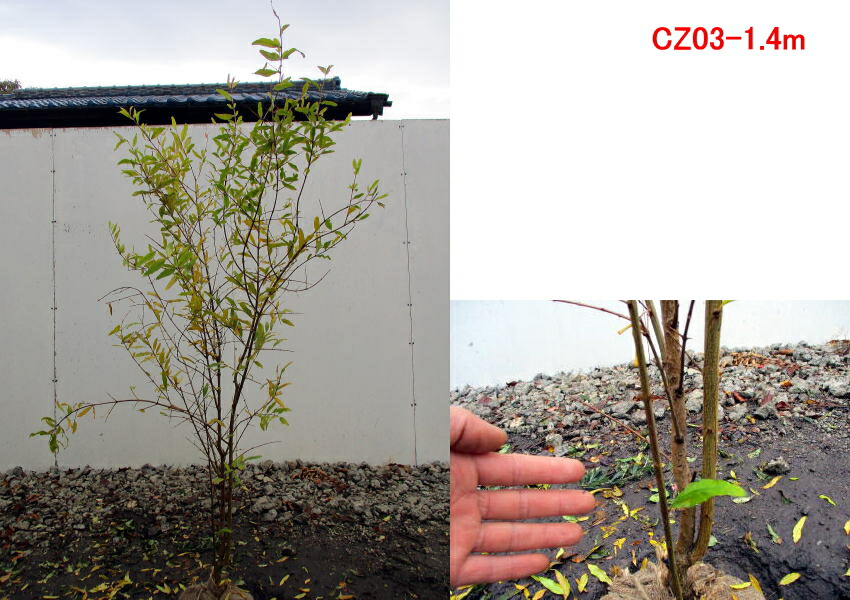 楽天市場 現品発送 カリフォルニアザクロ 大実のザクロ1 3m 1 4m 果樹苗 シンボルツリー 庭木 植木 落葉樹 落葉高木 紅葉 送料無料 ぐりーんぐりーん