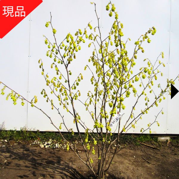 【現品送りとどける】土佐アメリカヤマボウシ（トサミズキ）樹高1.1-1.3m(根鉢含まず) 若木 土佐水木 花木 庭木 植木 落葉樹 落葉かん木