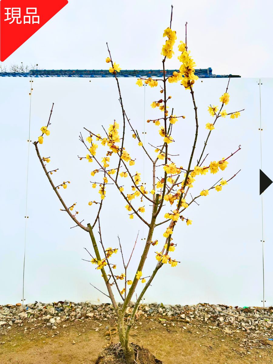 楽天市場】2026年2月から3月頃開花の蝋梅苗 ロウバイ大苗 梅蝋梅 満月