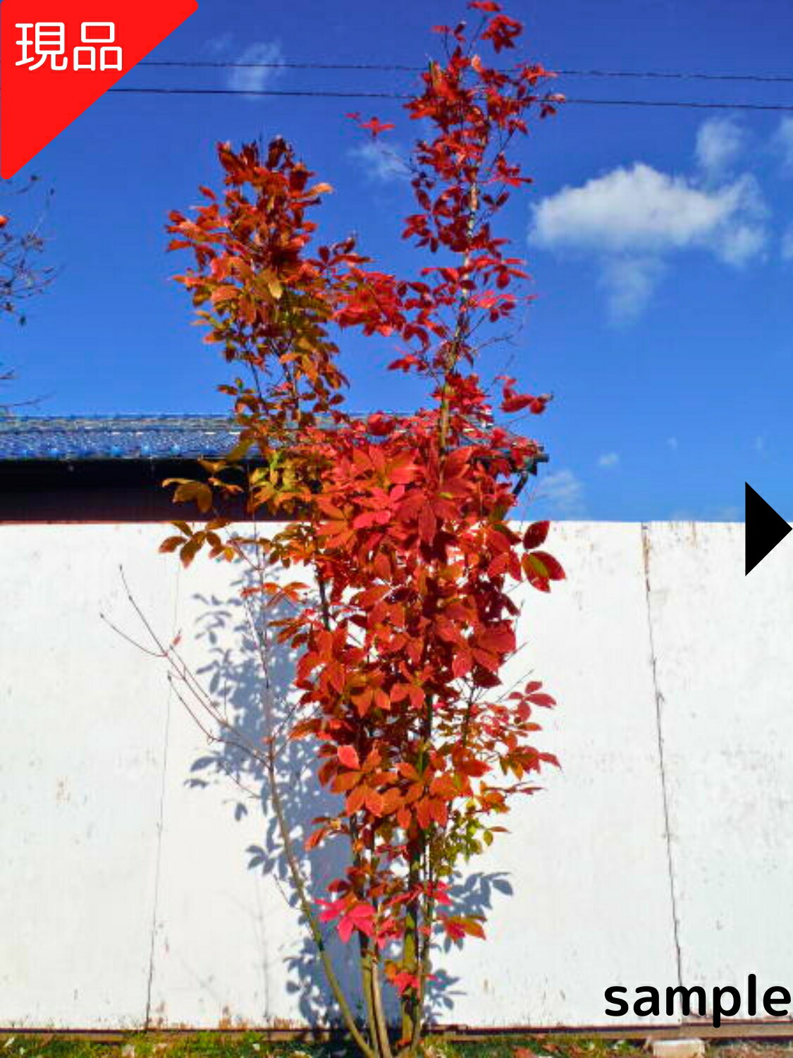 楽天市場】【現品発送】コハウチワカエデ 株立ち 12号 樹高1.7-2.1m(鉢