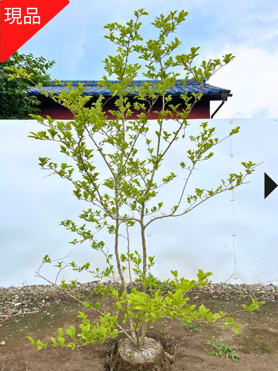 楽天市場】【現品発送】クロモジ 株立ち 樹高m(鉢底から）苗木