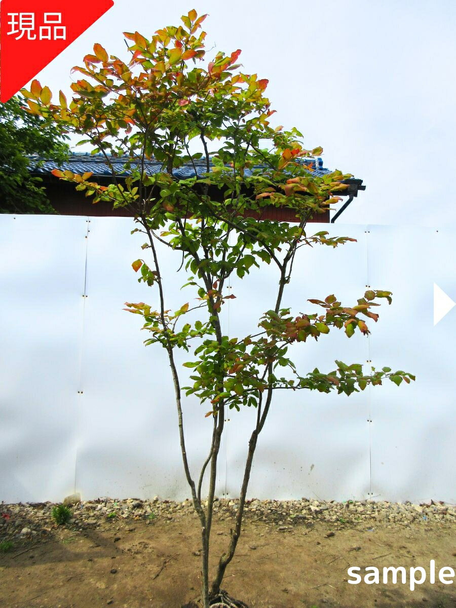 【現品発送】ナツハゼ 夏櫨 樹高1.8-2.2m(根鉢含まず) 苗木 苗 雑木 紅葉 庭木 植木 落葉樹 落葉低木【送料無料】
