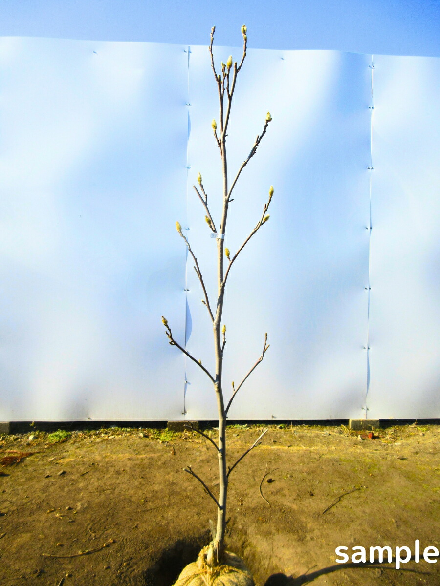 楽天市場】モクレン【サンセーション】4号ポットアメリカで育種された