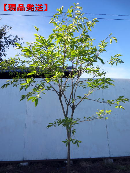 楽天市場】【お任せ品】もみの木の王様プンゲンストウヒ ホプシー(つぎ