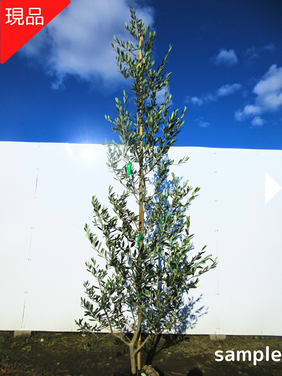 楽天市場】【現品発送】オリーブの木 アルベキナ 樹高2.1-2.2m(根鉢