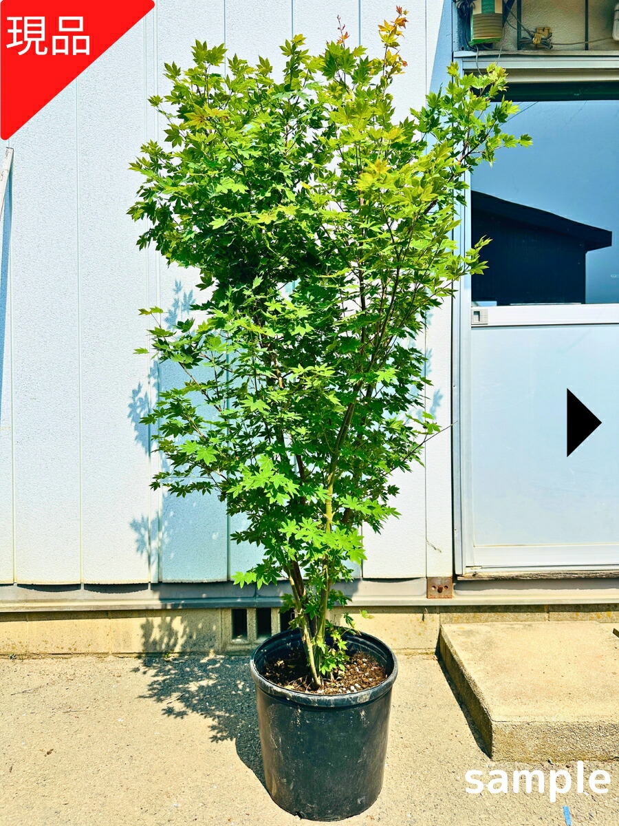 小羽団扇楓（コハウチワカエデ）【現品発送】管理60523 Amazon | 【大型商品】カエデ（楓）/コハウチワカエデ（小羽団扇