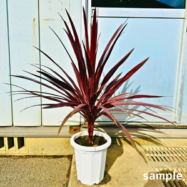 楽天市場】ニオイシュロラン(ドラセナ) グリーン樹高1.5m前後(根鉢含ま