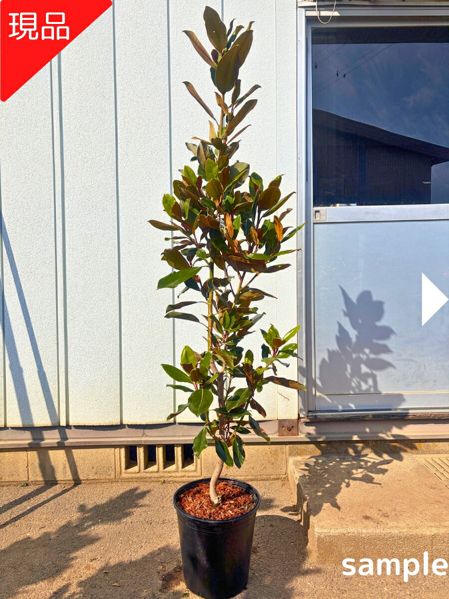 楽天市場】リトルジェム 鉢植え 矮性 タイサンボク泰山木素焼き鉢入り