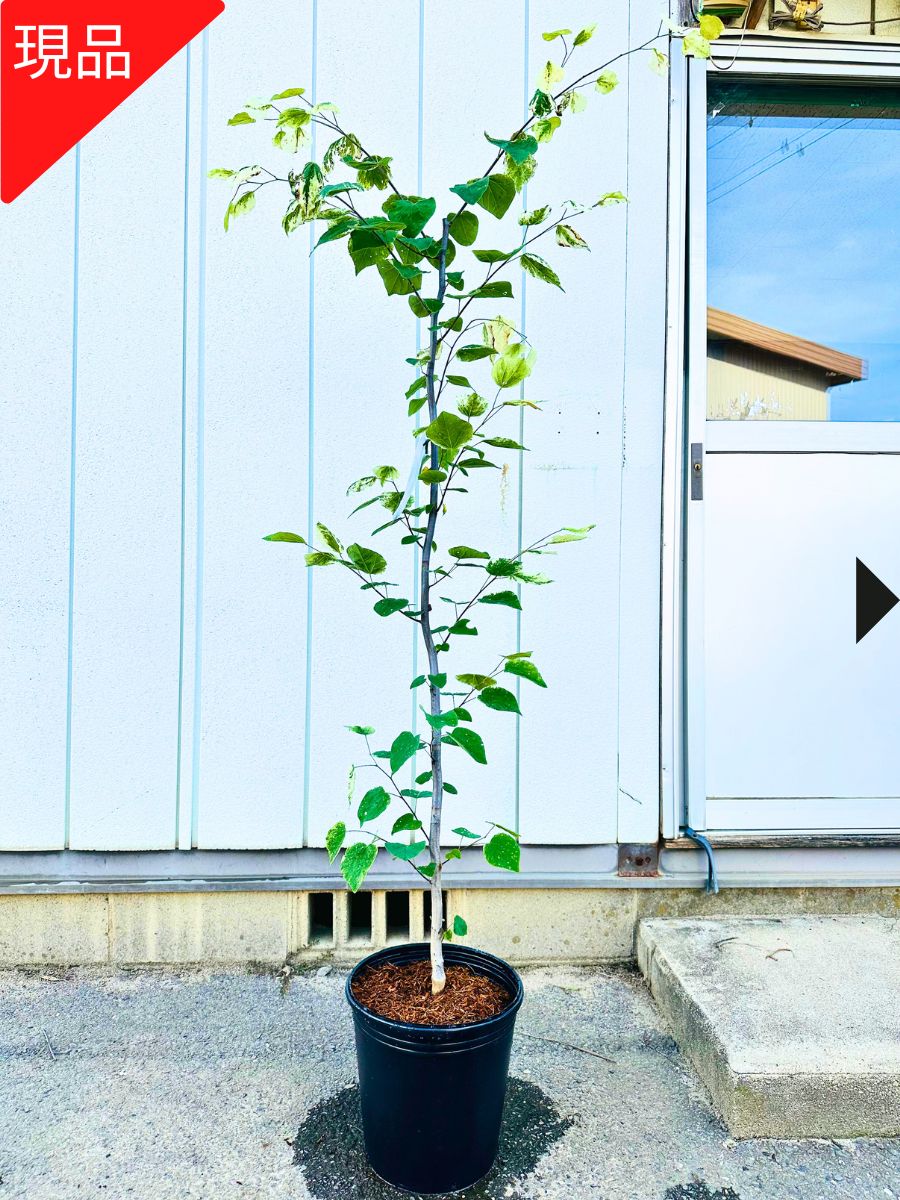 楽天市場】【現品発送】アメリカハナズオウ (フォレストパンシー