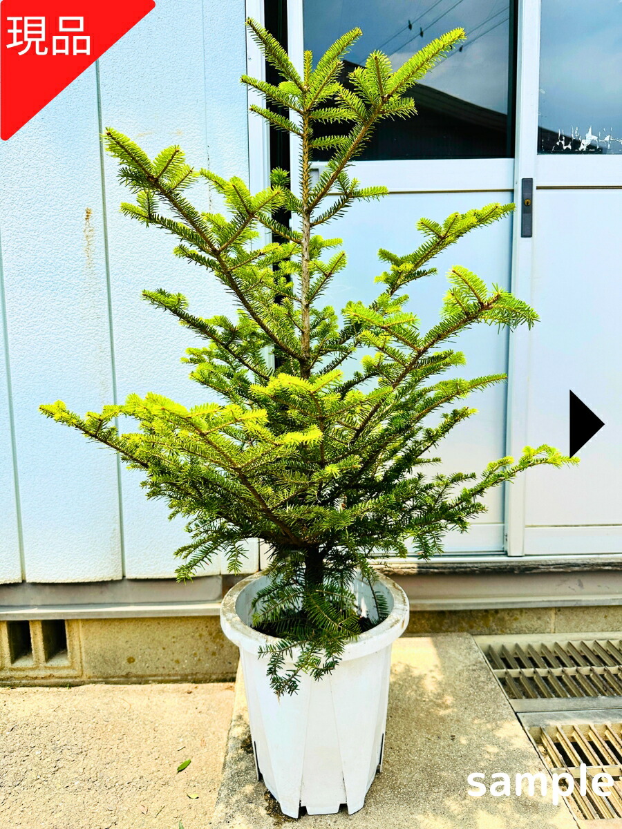 ドイツトウヒ　クリスマスツリー　モミの木　本物　もみの木　苗　ピセア 楽天市場】クリスマスツリー モミの木 ドイツトウヒ 選べる高さ