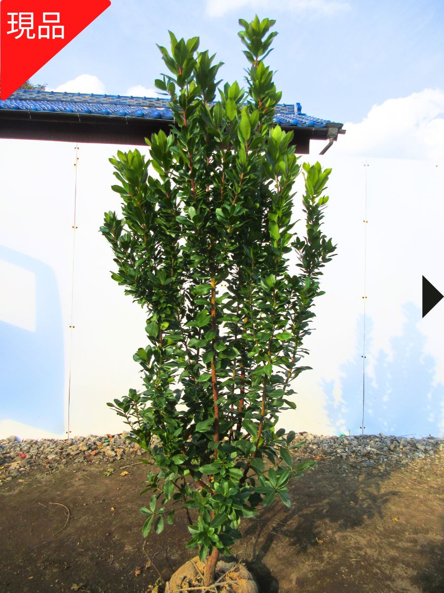 【現品発送】ヒメイチゴノキ（いちごの木）ストロベリーツリー 樹高1.4m-1.5m(根鉢含まず) 白花 シンボルツリー 庭木 植木 常緑樹 常緑高木【送料無料】