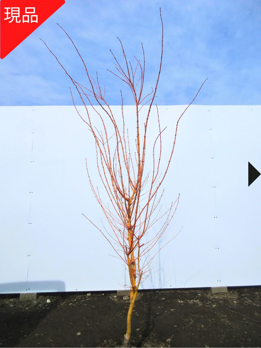 楽天市場】【現品発送】シダレコハウチワカエデ 関の華厳 セキノケゴン