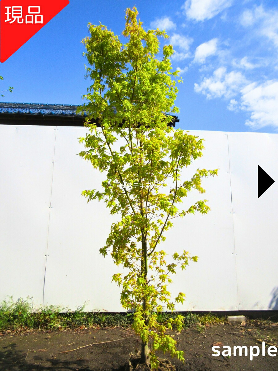 楽天市場】【現品発送】野村モミジ ノムラモミジ 株立ち 樹高1.8-2.0m