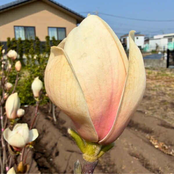 木蓮 モクレンの若木 さよなら 樹高1.0m(根鉢含まず) サヨナラ マグノリア 苗 記号天然木 庭木 植木 落葉樹 落葉天然木【貨物輸送無料】
