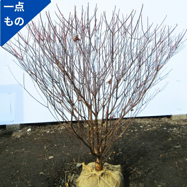 楽天市場】【現品】シロヤシオツツジ（白八汐）大株 W90cm×D60cm×H90cm