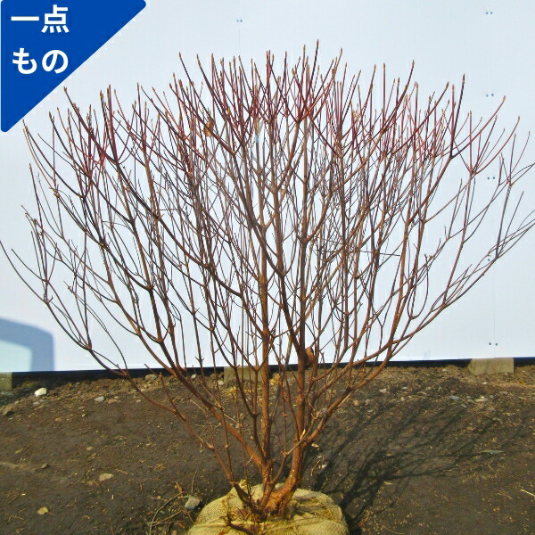 シロヤシオツツジ/特大株【現品発送】管理60823 楽天市場】【現品】シロヤシオツツジ（白八汐） 大株 W80cm