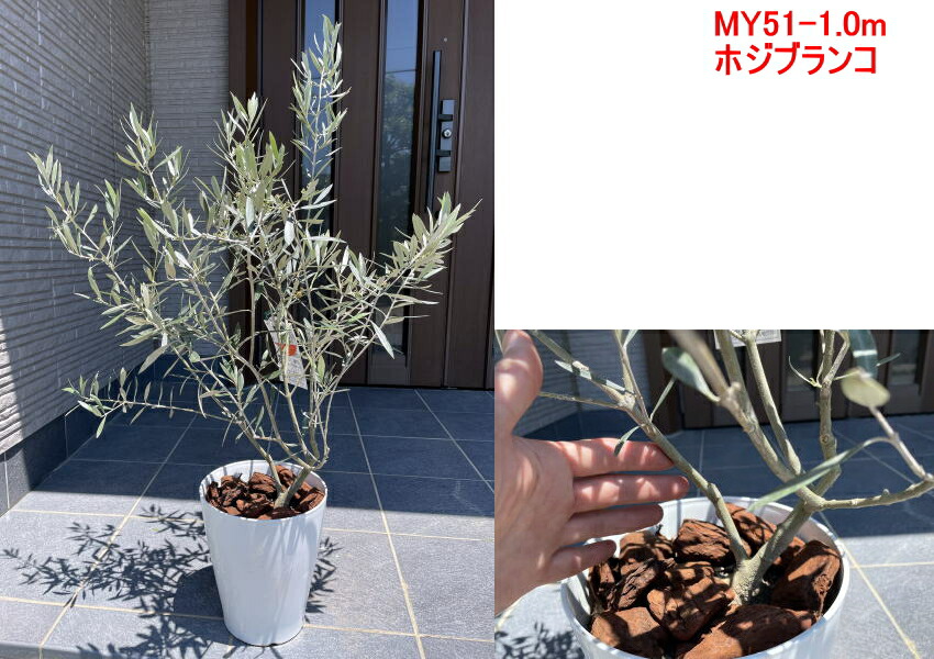 オリーブの木 樹高1 0m 1 4m 鉢底から 観葉植物 鉢植え シンボルツリー 常緑樹 植木 7号化粧鉢 常緑高木