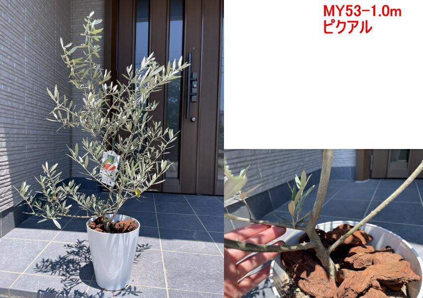 オリーブの木 樹高1 0m 1 4m 鉢底から 観葉植物 鉢植え シンボルツリー 常緑樹 植木 7号化粧鉢 常緑高木
