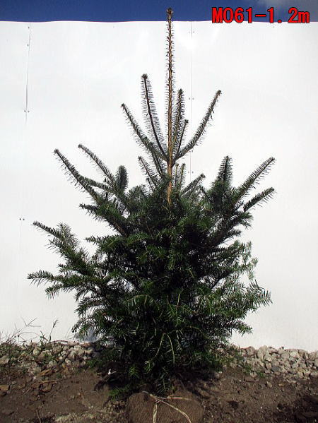 もみの木 ウラジロモミノキ 樹高1 2 1 3m 本物のモミノキ クリスマスツリー 根鉢 もみの木 ウラジロモミノキ 樹高1 2 1 3m 本物のモミノキ クリスマスツリー 根鉢