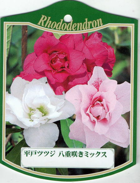 即日発送 送料無料 6本セットヒラドツツジ 平戸ツツジ 八重咲きミックス 三色咲き 5 5号ポット 約0 4m 根鉢含む 常緑低木 常緑樹 植木 庭木 花木 Www Optika Italy Com
