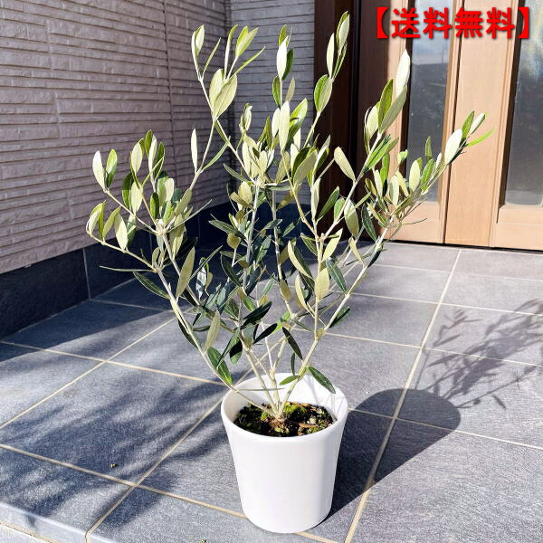 楽天市場 選べる品種 オリーブの木 5号 化粧鉢 約50cm 鉢底から シンボルツリー 鉢植え 庭木 植木 常緑樹 常緑高木 送料無料 ぐりーんぐりーん